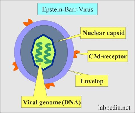 anticorpi heterofili|Virus Epstein